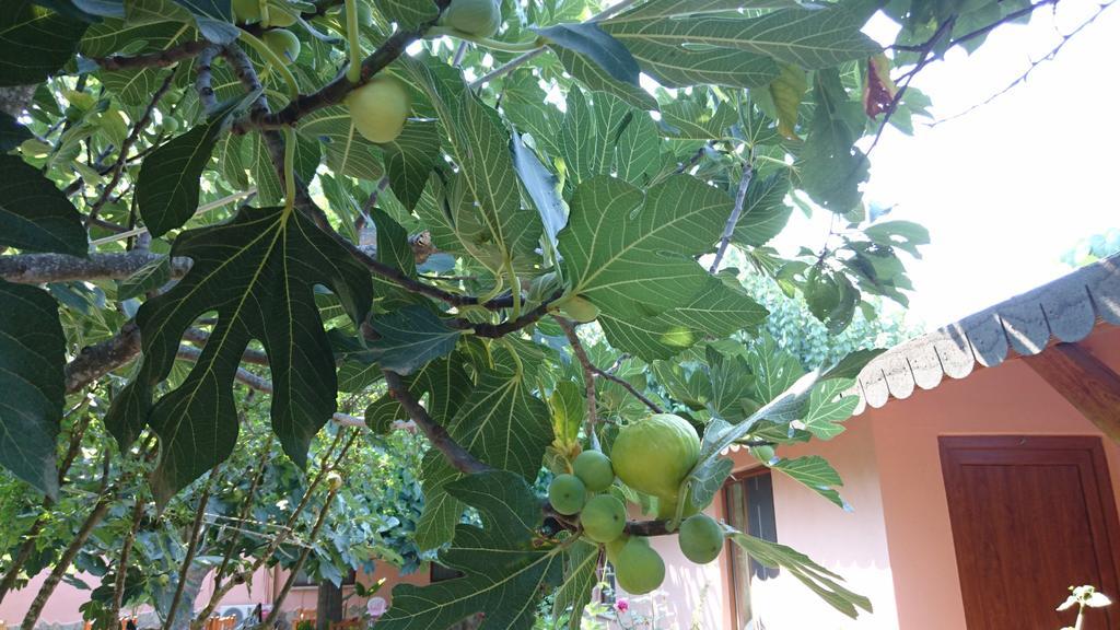 Sera Pansiyon Çıralı Exterior foto