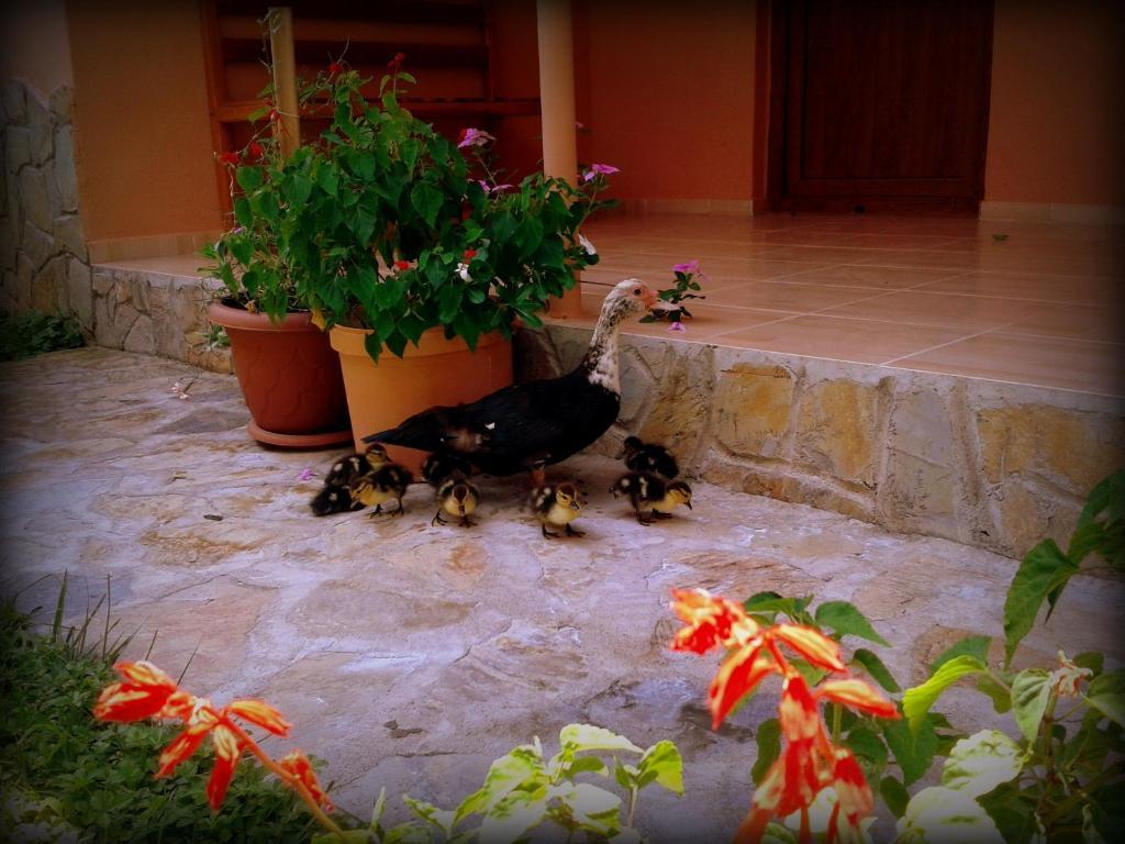 Sera Pansiyon Çıralı Exterior foto